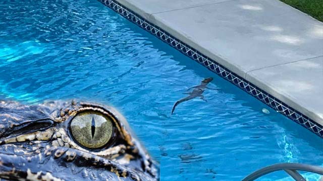 Brazen Alligator Takes Over South Carolina Homeowner Swimming Pool