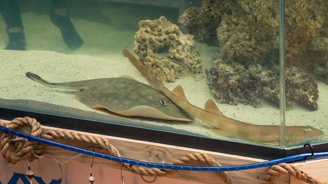 Remarkable Stingray, Pregnant Despite No Male Companion, Passes Away, Aquarium Mourns