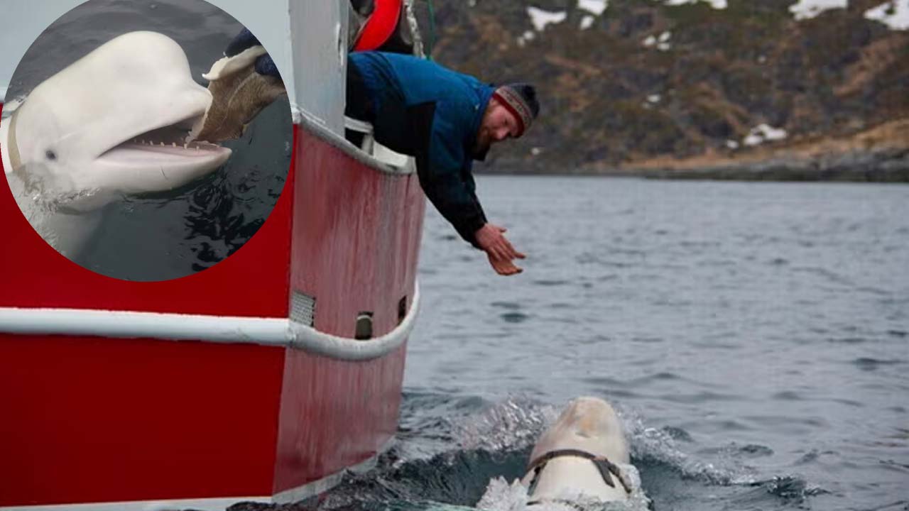 Russian Spy Beluga Whale Hvaldimir Found Dead Off Norway Coast