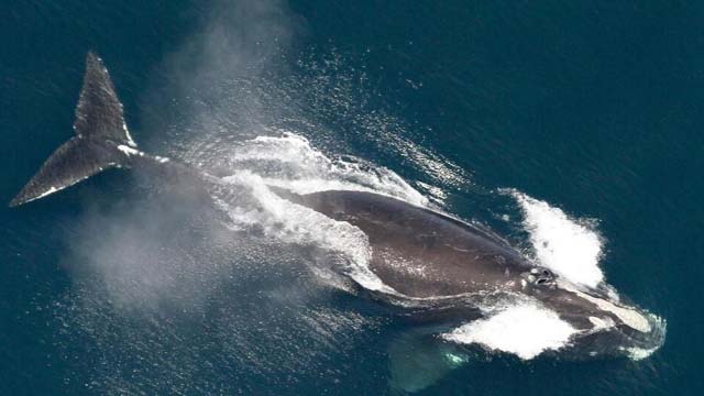 Environmental Advocates Criticize Effort to Postpone Whale Saving Shipping Regulations