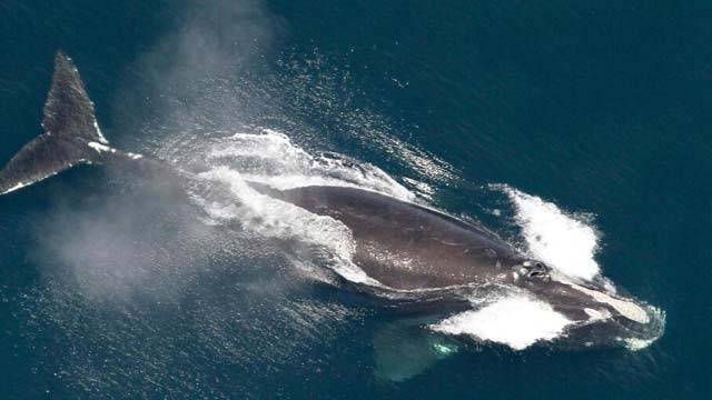 Proposal to Delay Whale Protection Rules Draws Criticism from Environmental Groups