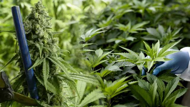 Kentucky to Begin Accepting Applications for Medical Marijuana Businesses