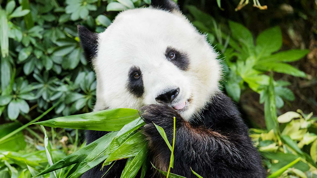 New Giant Pandas Arrive in Hong Kong, Boosting Tourism Hopes