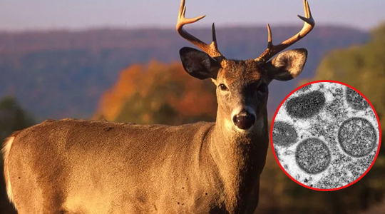 Zombie deer disease: A new disease for deer in America, another threat after Covid-19