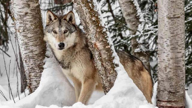 Lawsuit Filed to Reinstate Endangered Species Protections for Northern Rockies Wolves