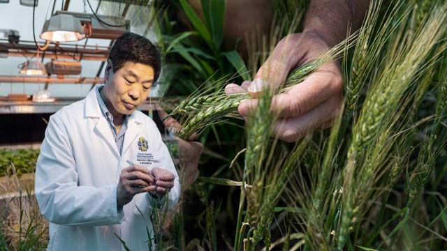 SDSU Researchers Aim to Enhance Heat Tolerance in Wheat Crops