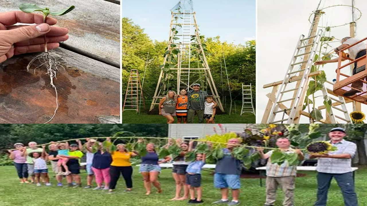 Indiana Gardener Grows 36-Ft Sunflower, Sets Guinness World Record