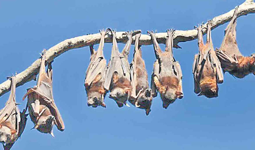 New Bat Origin Coronavirus HKU5-CoV-2 Detected in China
