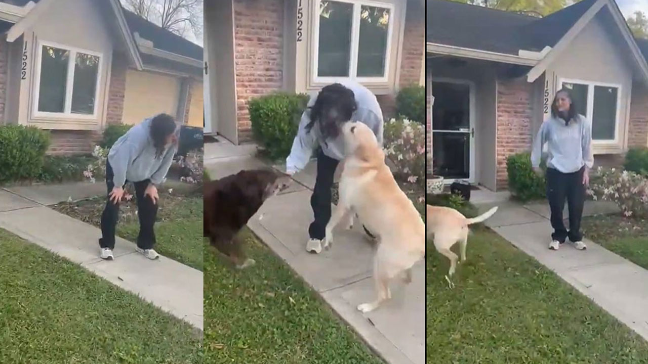 Sunita Williams Gets Heroic Homecoming After 9 Months in Space Musk Reacts
